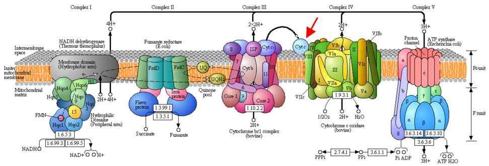 Oxydation BCL2 apoptose apoptosis cytochrome heme fer cuivre iron copper caspase mort cellulaire death cell signaling tetrapyrrole noyau porphyrine chaine respiratoire calcium apoptosome phylogeny TNFR1 biochimej