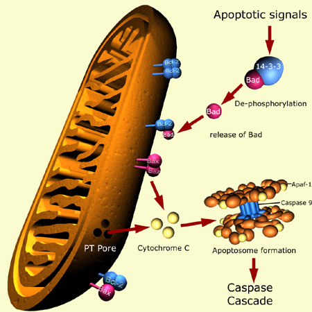 Apoptose pore mitochondrie relarguage Oxydation BCL2 apoptosis cytochrome heme fer cuivre iron copper caspase mort cellulaire death cell signaling tetrapyrrole noyau porphyrine chaine respiratoire calcium apoptosome phylogeny TNFR1 biochimej