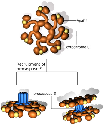 Oxydation BCL2 apoptose apoptosis cytochrome heme fer cuivre iron copper caspase mort cellulaire death cell signaling tetrapyrrole noyau porphyrine chaine respiratoire calcium apoptosome phylogeny TNFR1 biochimej