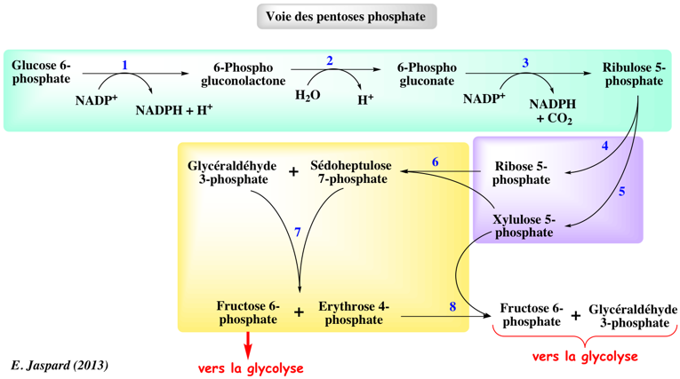 biochimej Voie pentoses phosphate pathway Warburg Dickens Horecker transcetolisation transaldolisation