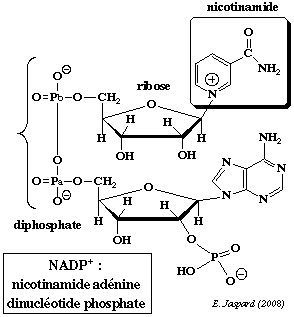 biochimej Structure NADP