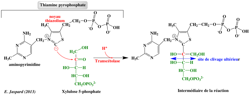 biochimej Voie pentoses phosphate pathway Warburg Dickens Horecker transcetolisation transaldolisation sedoheptulose 7-phosphate ribulose 5-phosphate erythrose 4-phosphate fructose 6-phosphate glyceraldehyde 3-phosphate