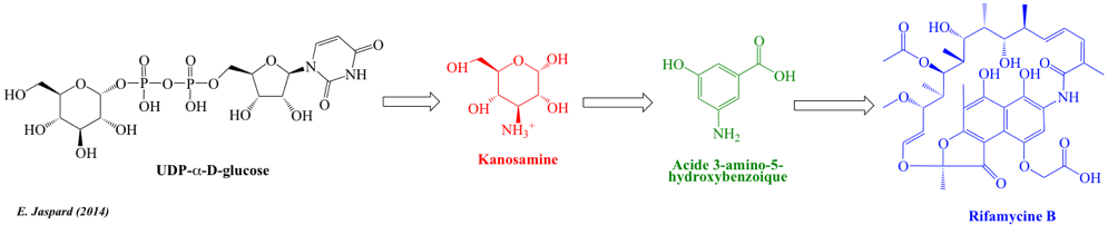 biochimej Metabolisme secondaire secondary metabolism rifamycine kanosamine AHBA hydroxybenzoate ansamycin polyketide polycetide