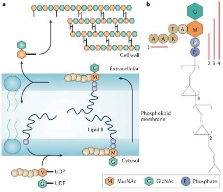 biochimej Lipid II flippase floppase scramblase membrane sphingomyelin phosphatidylcholine cholesterol