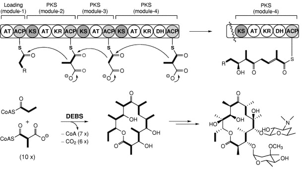 biochimej Metabolisme secondaire secondary metabolism metabolite natural product PKS NRPS fungi cholesterol polycetide polyketide synthase antibiotic flavonoid acetyl-CoA malonyl-CoA