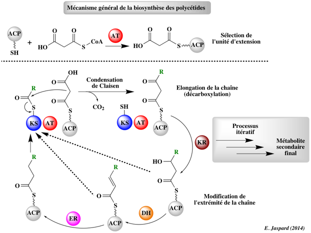 biochimej Metabolisme secondaire secondary metabolism metabolite natural product PKS NRPS fungi cholesterol polycetide polyketide synthase antibiotic flavonoid acetylCoA malonylCoA extender unit ACP