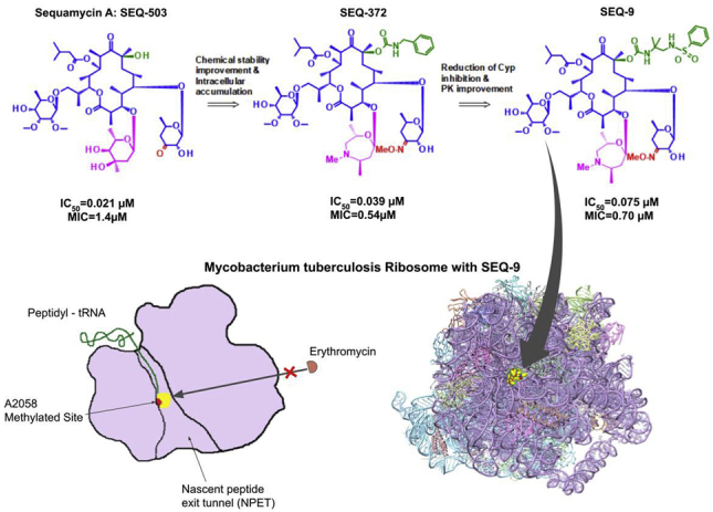 biochimej secondary metabolisme metabolite secondaire macrolide erythromycine sequanamycin Mycobacterium tuberculosis
