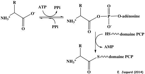 biochimej Metabolisme secondaire secondary metabolism metabolite natural product PKS NRPS polycetide polyketide synthase adenylation domain
