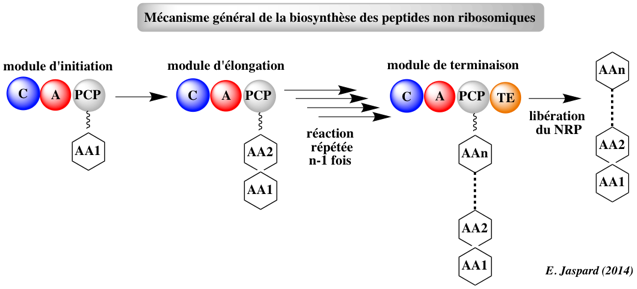 biochimej Metabolisme secondaire secondary metabolism metabolite natural product PKS NRPS polycetide polyketide synthase adenylation domain