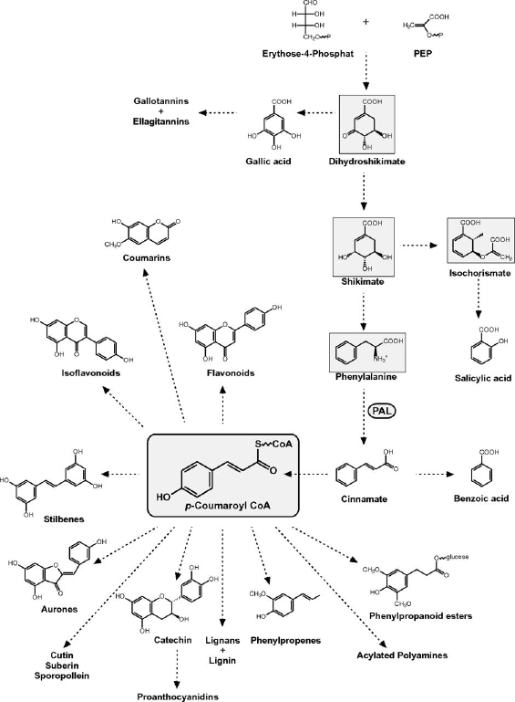 biochimej Metabolisme secondaire secondary metabolism metabolite natural product phenolic phenylpropanoide pal tal coumaryl shikimate