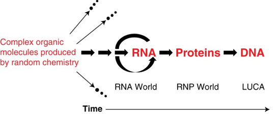 Monde ARN RNA world protein DNA ribozyme endosymbiose prebiotique LUCA Gilbert biochimej