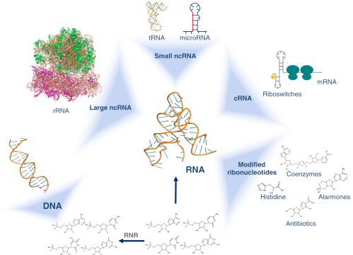 Monde ARN RNA world protein DNA ribozyme riboswitche endosymbiose prebiotique LUCA Gilbert biochimej