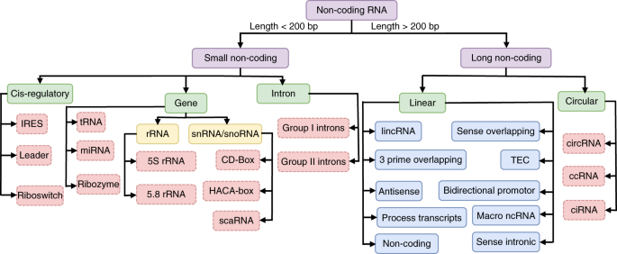 Monde ARN non coding RNA classification snoRNA lncRNA ncRNA world protein DNA ribozyme riboswitche prebiotique LUCA biochimej