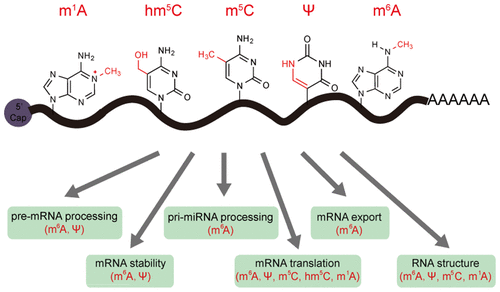 Monde ARN RNA world modification methyladenosine m6A inosine methylcytosine m5C pseudouridine base nucleotide nucleoside ribonucleotide biochimej