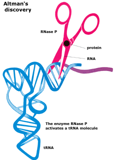 hammerhead pistol twister sister Varkud hatchet self cleaving scission monde ARN RNA world protein DNA ribozyme riboswitche endosymbiose prebiotique LUCA Gilbert biochimej