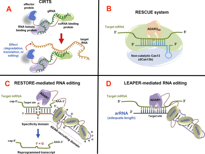 Monde ARN RNA world Gilbert edition base deaminase deamination ADAR cytosine crispr cas cirts rescue restore leaper phosphodiester nucleotide nucleoside ribonucleotide biochimej