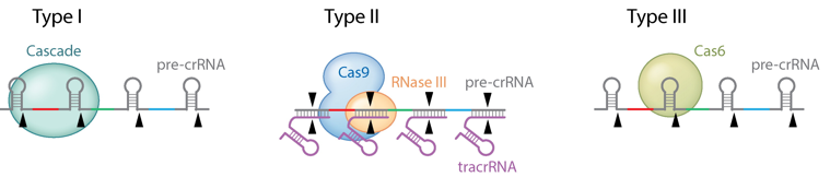CRISPR Cas crispr-Cas9 clustered regularly interspaced short palindromic repeats array gene editing Cas9 associated protein spacer palindrome immune immunity regroupement courte repetition palindromique regulierement espace pre-crRNA crRNA tracrRNA biochimej
