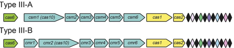 CRISPR Cas crispr-Cas9 clustered regularly interspaced short palindromic repeats array gene editing Cas9 associated protein spacer palindrome immune immunity regroupement courte repetition palindromique regulierement espace biochimej