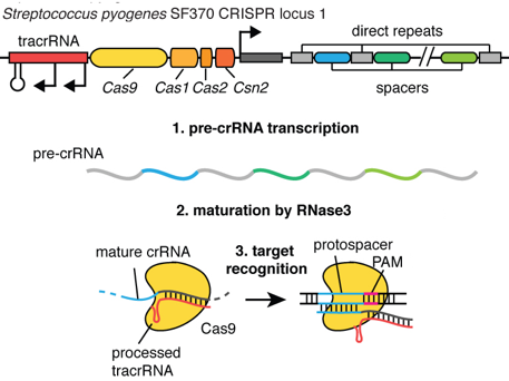 CRISPR Cas crispr-Cas9 clustered regularly interspaced short palindromic repeats array gene editing Cas9 associated protein spacer protospacer adjacent motif PAM palindrome immune immunity regroupement courte repetition palindromique regulierement espace pre-crRNA crRNA tracrRNA biochimej