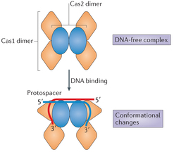 Cas1 Cas2 acquisition CRISPR Cas crispr-Cas9 clustered regularly interspaced short palindromic repeats array gene editing Cas9 associated protein spacer palindrome immune immunity regroupement courte repetition palindromique regulierement espace pre-crRNA crRNA tracrRNA biochimej