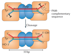 Cas1 Cas2 acquisition CRISPR Cas crispr-Cas9 clustered regularly interspaced short palindromic repeats array gene editing Cas9 associated protein spacer palindrome immune immunity regroupement courte repetition palindromique regulierement espace pre-crRNA crRNA tracrRNA biochimej