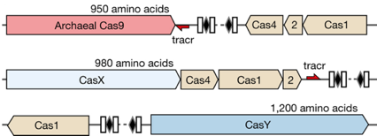 CRISPR Cas crispr-Cas9 clustered regularly interspaced short palindromic repeats array gene editing Cas9 associated protein spacer palindrome immune immunity regroupement courte repetition palindromique regulierement espace biochimej