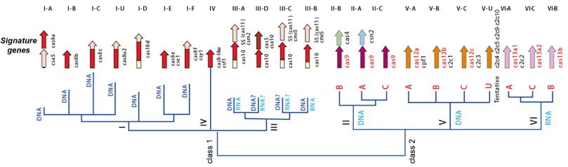 CRISPR Cas crispr-Cas9 clustered regularly interspaced short palindromic repeats gene editing Cas9 associated protein system classification class type subtype pre-crRNA crRNA tracrRNA biochimej
