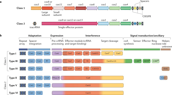 CRISPR Cas crispr-Cas9 clustered regularly interspaced short palindromic repeats gene editing Cas9 associated protein system classification class type subtype pre-crRNA crRNA tracrRNA biochimej