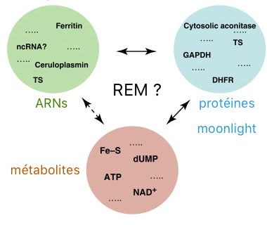 Multiple fonction proteine moonlighting protein function RNA enzyme metabolite hypothesis biochimej