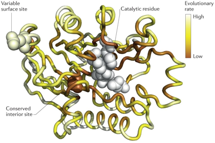 Pseudoenzyme enzyme protein catalytic functional residue long range evolutionary constraint contrainte evolutive rate vitesse evolution biochimej