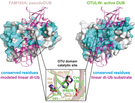 Pseudoenzyme enzyme protein comparaison structure ubiquitine DUB FAM105 otulin functional residue evidence annotation uniprot lack catalytic activity biochimej