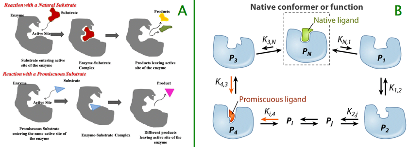 promiscuous enzyme protein gene evolution dirige promiscuite enzymatique various catalytic activity activite catalytique ajustement induit induced fit conformational selection conformation biochimej