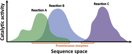 various catalytic landscape promiscuous enzyme protein gene duplication evolution dirige epistasie epistasis promiscuite enzymatique activite catalytique biochimej