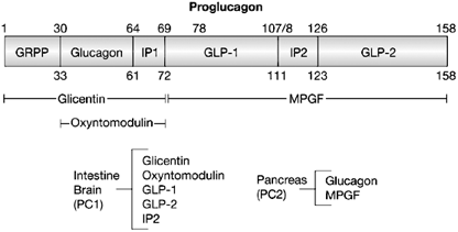 proglucagon glucagon precursor microproteine micropeptide protein court cadre lecture ouvert smORF short open reading frame glycolyse glycolysis glucose biochimej