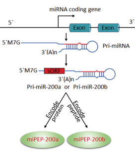 miRNA pri-miRNA interference microproteine micropeptide biologiquement actif peptide protein court cadre lecture ouvert ORF smORF short open reading frame biochimej
