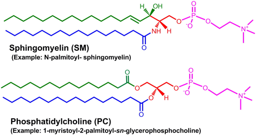 Structure membrane protein ose lipide lipid sphingomyelin phosphatidylcholine cholesterol biochimej