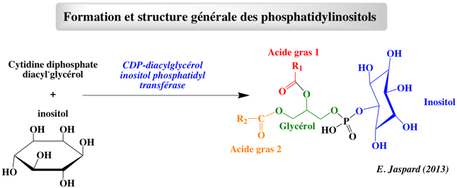 membrane inositide phosphoinositide lipid phosphatidylinositol phosphatidylinositol-phosphate PtdIns biochimej