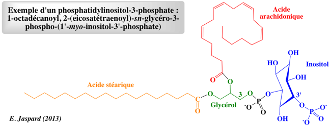 PtdIns inositide phosphoinositide membrane lipid phosphatidylinositol phosphatidylinositol-phosphate biochimej