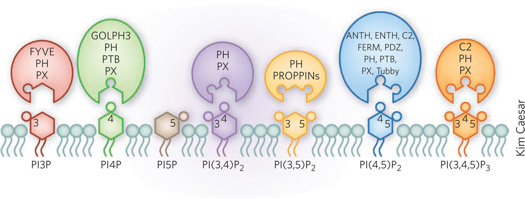 proteine effectrice inositide phosphoinositide membrane lipid phosphatidylinositol phosphatidylinositol-phosphate biochimej