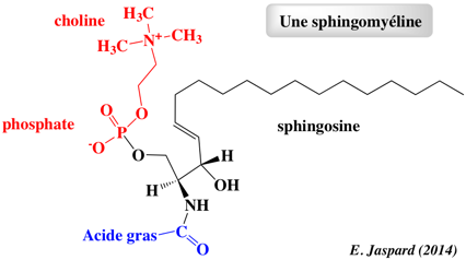 membrane lipid sphingomyelin sphingolipide phosphocholin sphingosin acide gras palmitique stearique biochimej