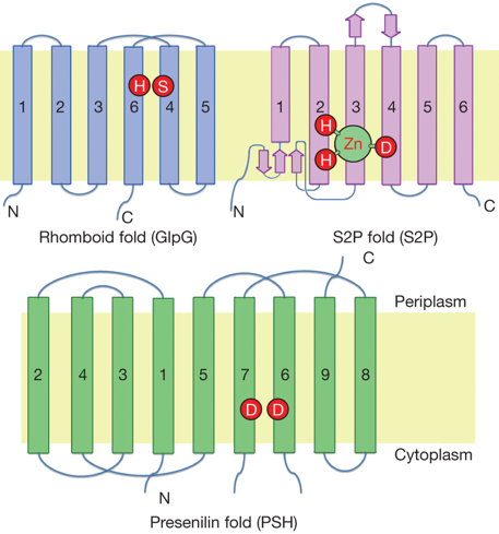 aspartyl protease proteolyse proteolysis membrane intramembranaire preseniline peptidase signal peptide nicastrin gamma secretase amyloide biochimej