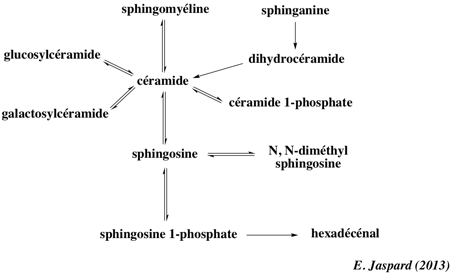 sphinganine sphingosine phosphocholine glucosylceramide galactosylceramide ceramide biochimej