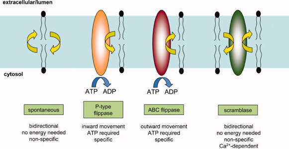 lipide membranaire membrane mouvement bascule flip-flop flippase type P ABC transporter ATP lipid biochimej