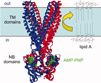 Lipid II flippase floppase scramblase membrane sphingomyelin phosphatidylcholine cholesterol biochimej