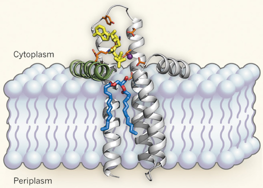 diacylglycerol kinase membrane intramembranaire ATP helice helix phospholipide biochimej