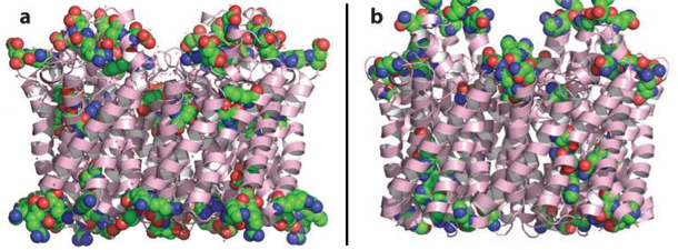 Structure membrane protein helice transmembranaire lipide lipid biochimej