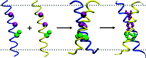 helice helix folding repliement protein intramembranaire dimer biochimej