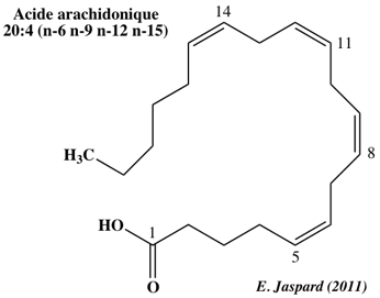 eicosanoid leucotriene prostaglandine acide arachidonique arachidonic membrane transmembranaire phospholipide MAPEG biochimej