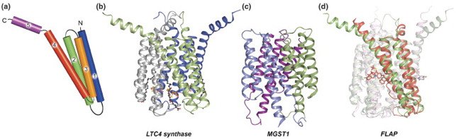 aspartyl protease proteolyse proteolysis membrane intramembranaire preseniline peptidase signal peptide nicastrin gamma secretase amyloide biochimej