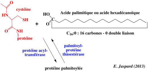 palmitoylation palmitic palmitique myristoylation Gly Cys protein acyl transferase membrane biochimej